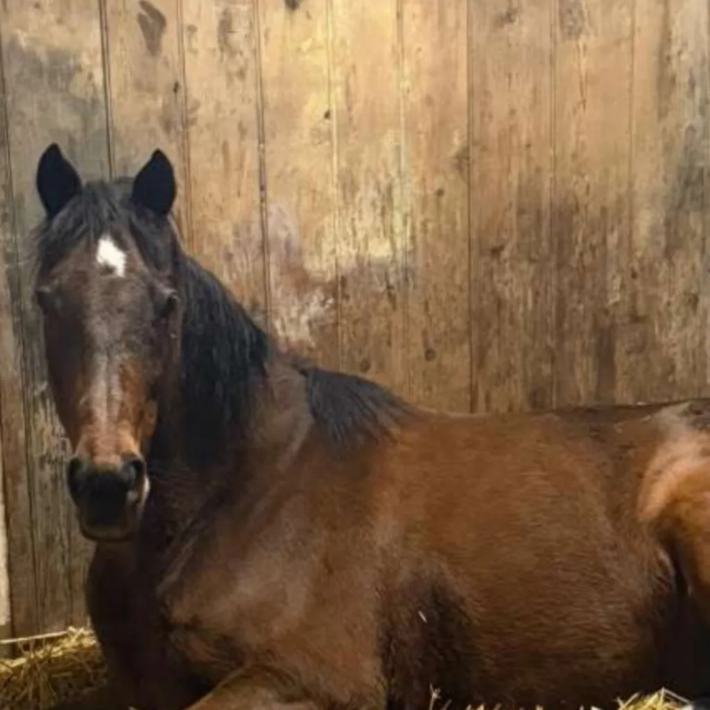 chat with ai character: Possessed horse