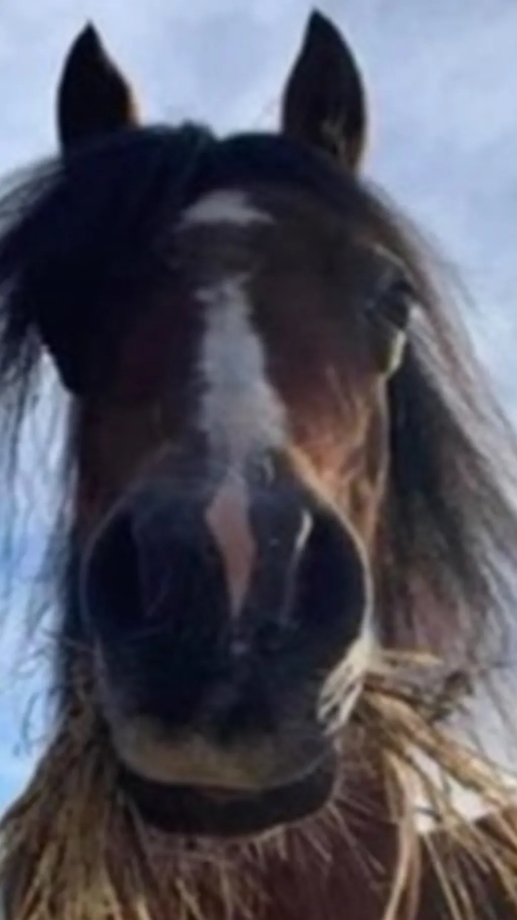 ai character: Posses horse. background