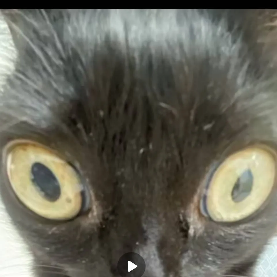 chat with ai character: alastoe