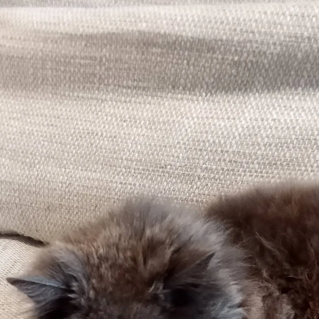 chat with ai character: baby cat x cosmo