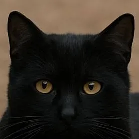 chat with ai character: Shadow