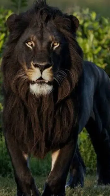 ai character: Scar  background