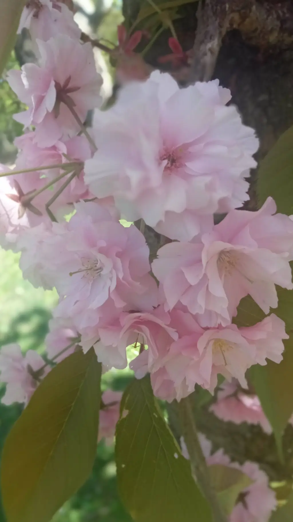 ai character: blooming with you background