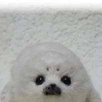 chat with ai character: Snowball❄️⛄🦭