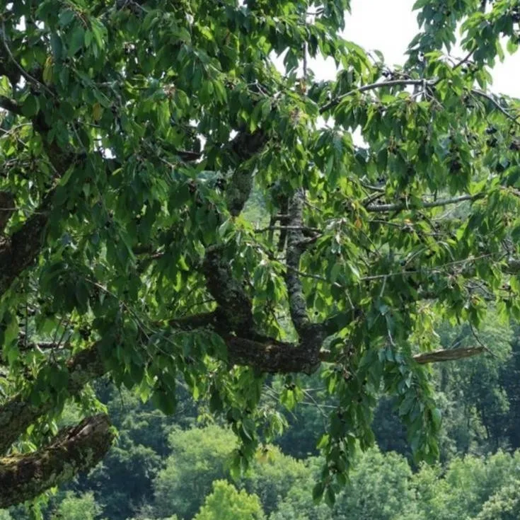 chat with ai character: Carter