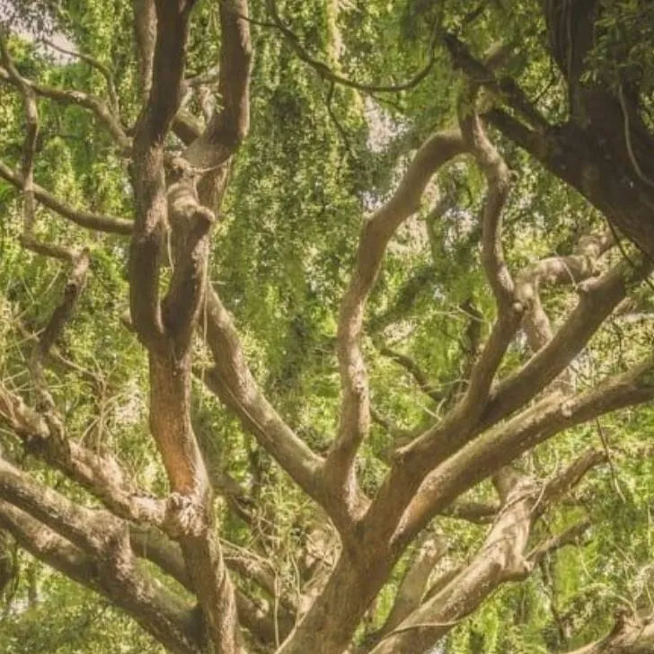 chat with ai character: old oak