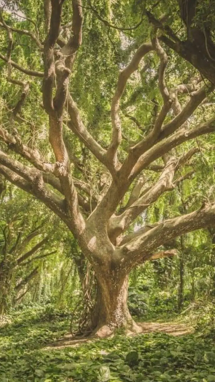 ai character: old oak background