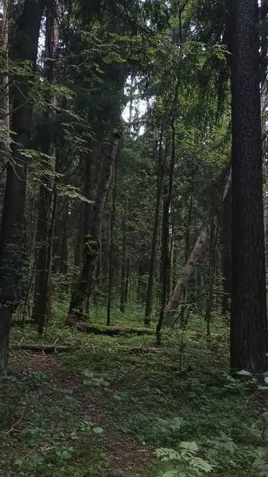 Talkie AI - Chat with bosque Blue lock★