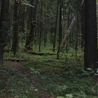 chat with ai character: bosque Blue lock★