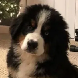 chat with ai character: Bernese Mountain