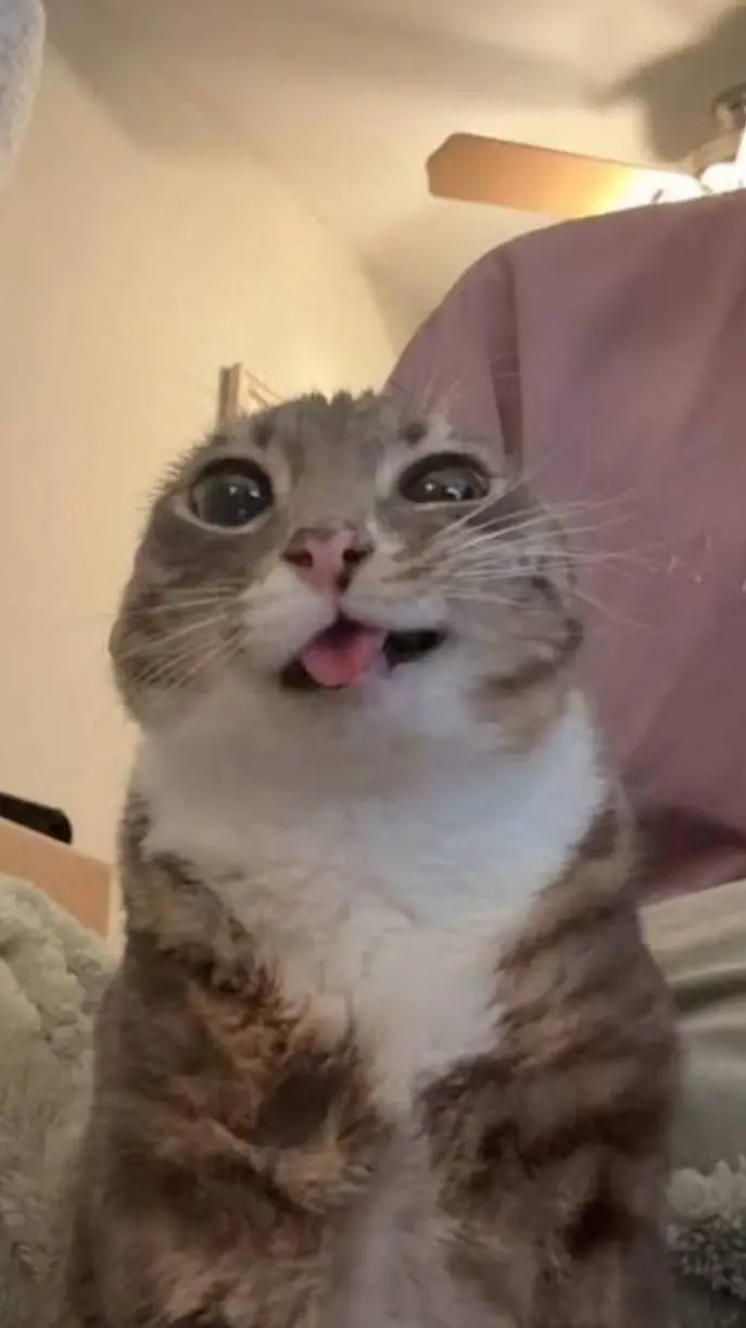 ai character: JJK FEILD TRIP background