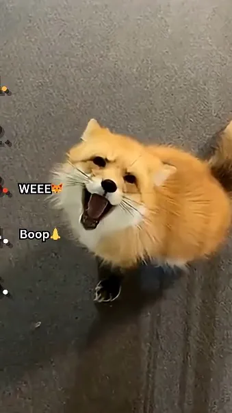 ai character: Fox 🦊  background