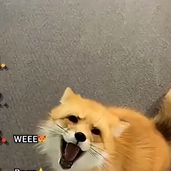 chat with ai character: Fox 🦊 