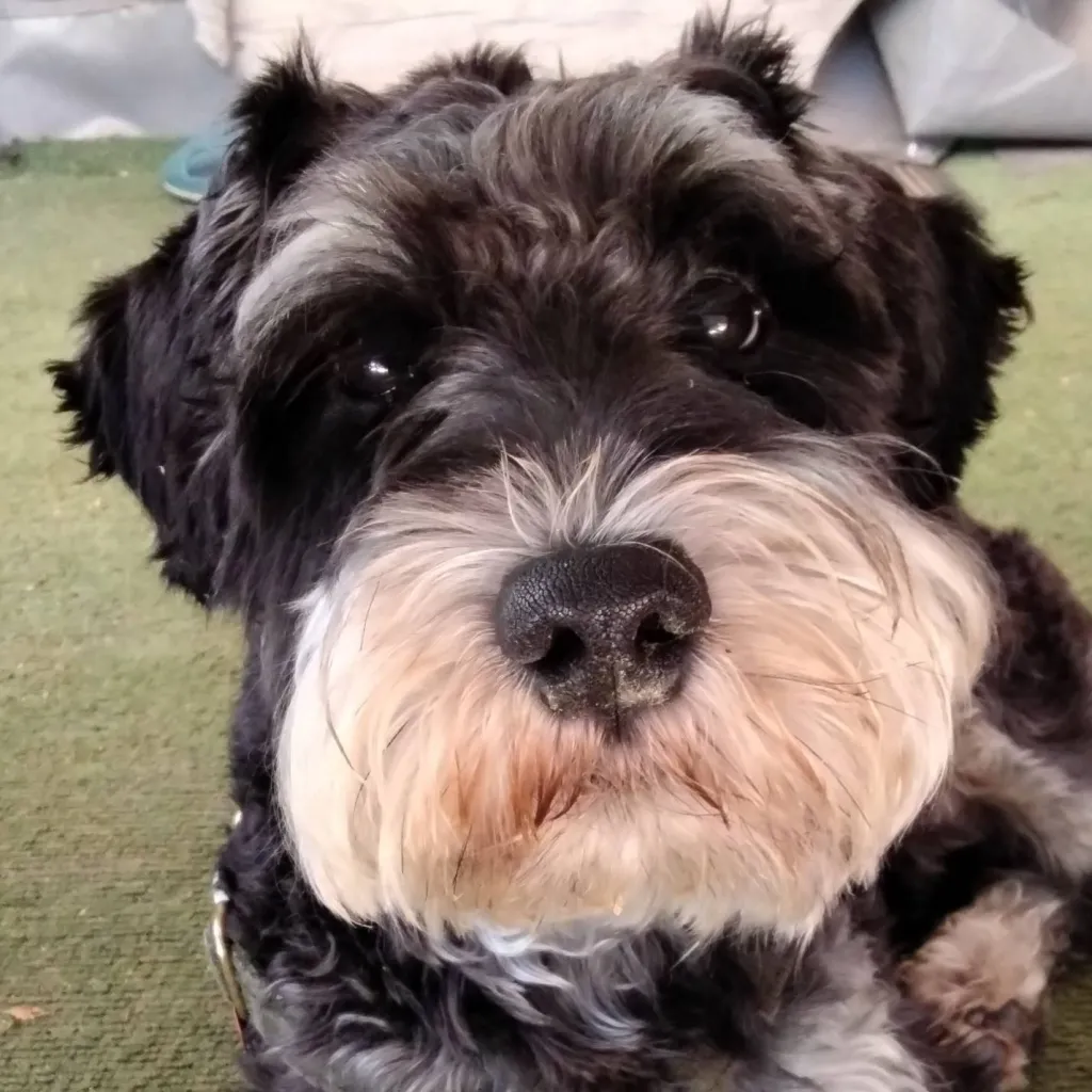 chat with ai character: Perro bonito