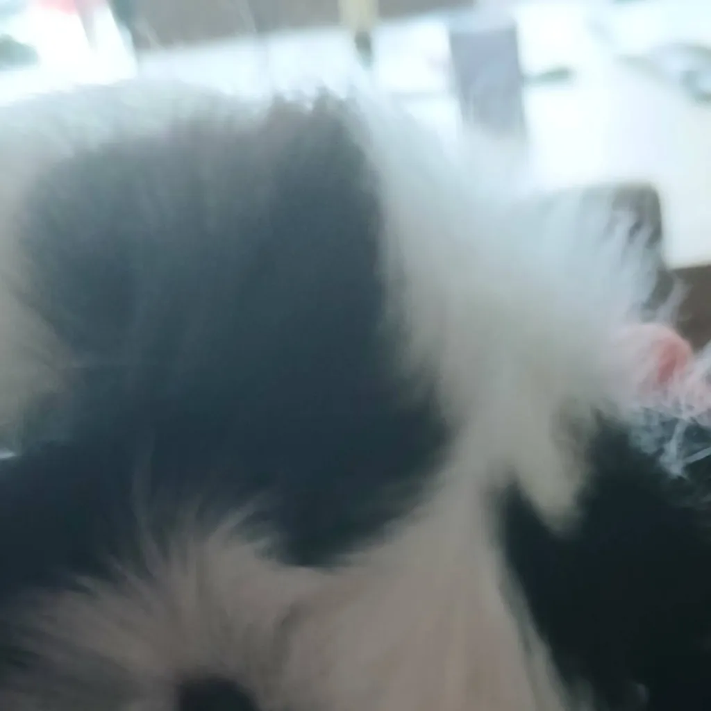 chat with ai character: Frummel