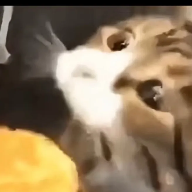 chat with ai character: WC what if... 4