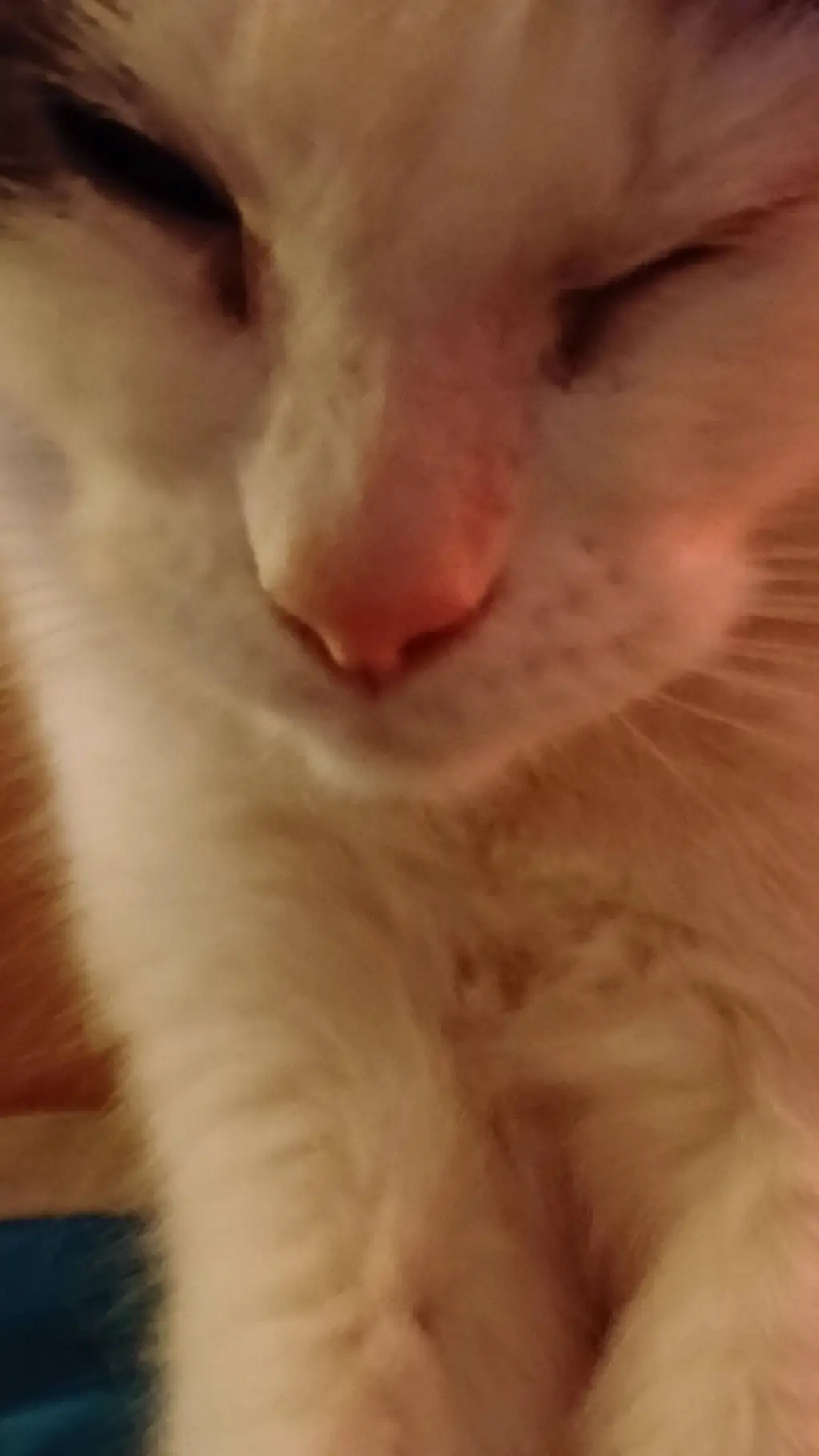 ai character: Ska(my cat)  background