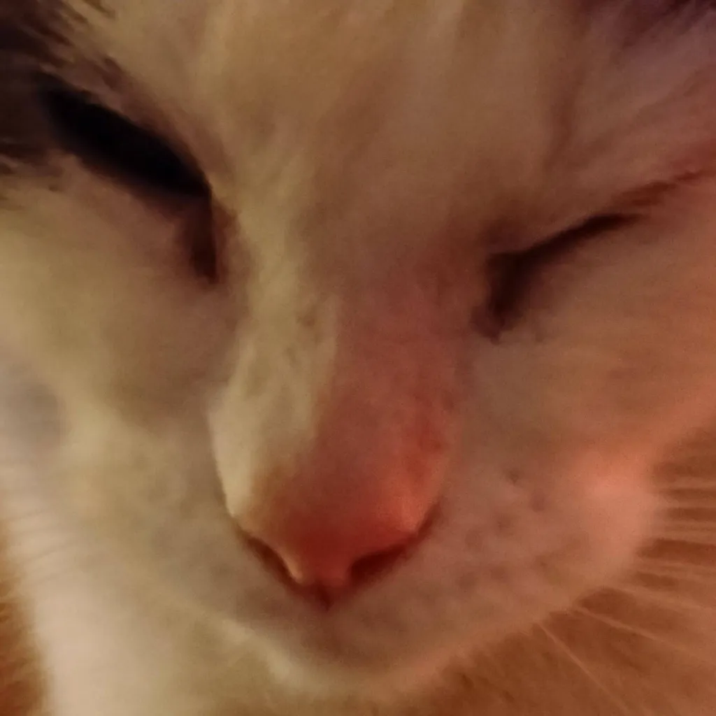 chat with ai character: Ska(my cat) 