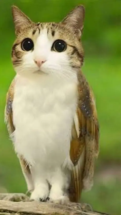 ai character: Meowl background