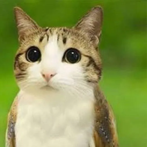 chat with ai character: Meowl