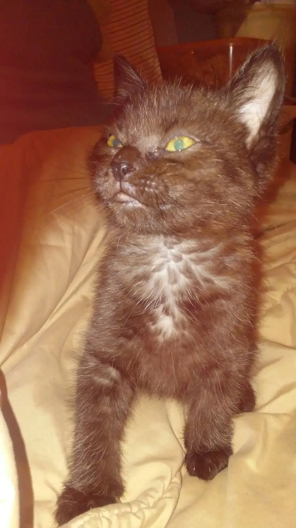 ai character: brown kitten  background