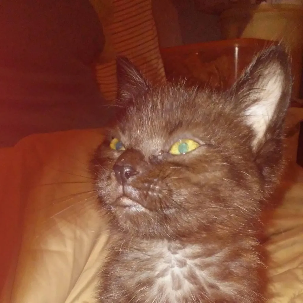 chat with ai character: brown kitten 