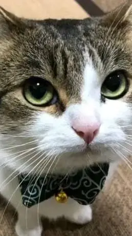 ai character: bad cat background