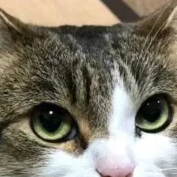 chat with ai character: bad cat