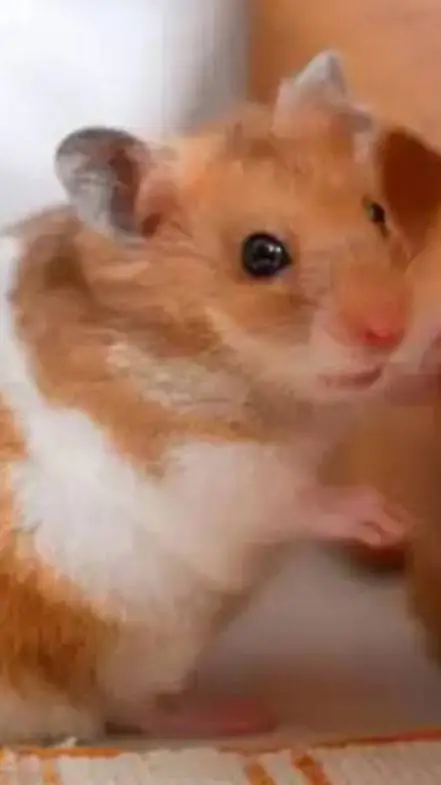 ai character: lucas "lunas wife" background