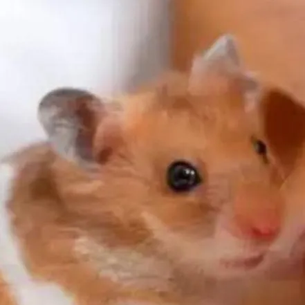 chat with ai character: lucas "lunas wife"