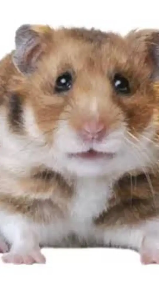 ai character: orange hamster 🐹 background