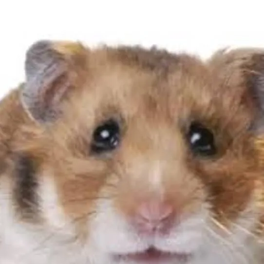 chat with ai character: orange hamster 🐹