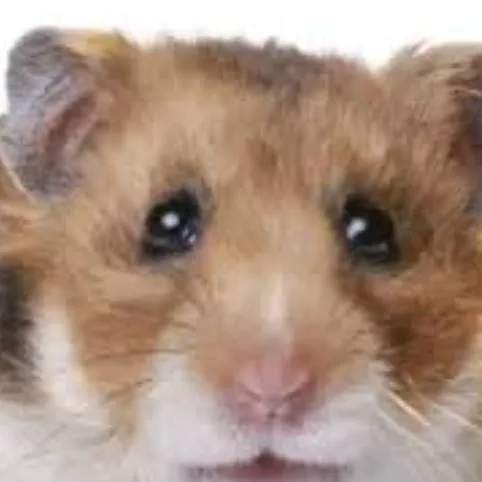 chat with ai character: bad orange hamster