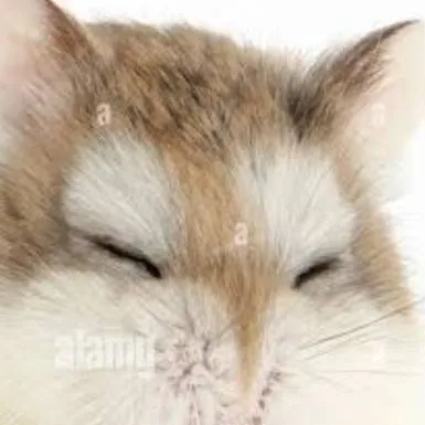 chat with ai character: marsh hamster