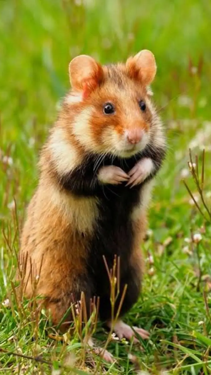 ai character: wild hamster background