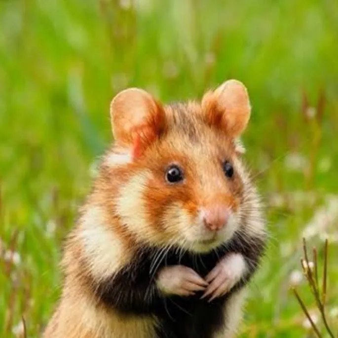 chat with ai character: wild hamster