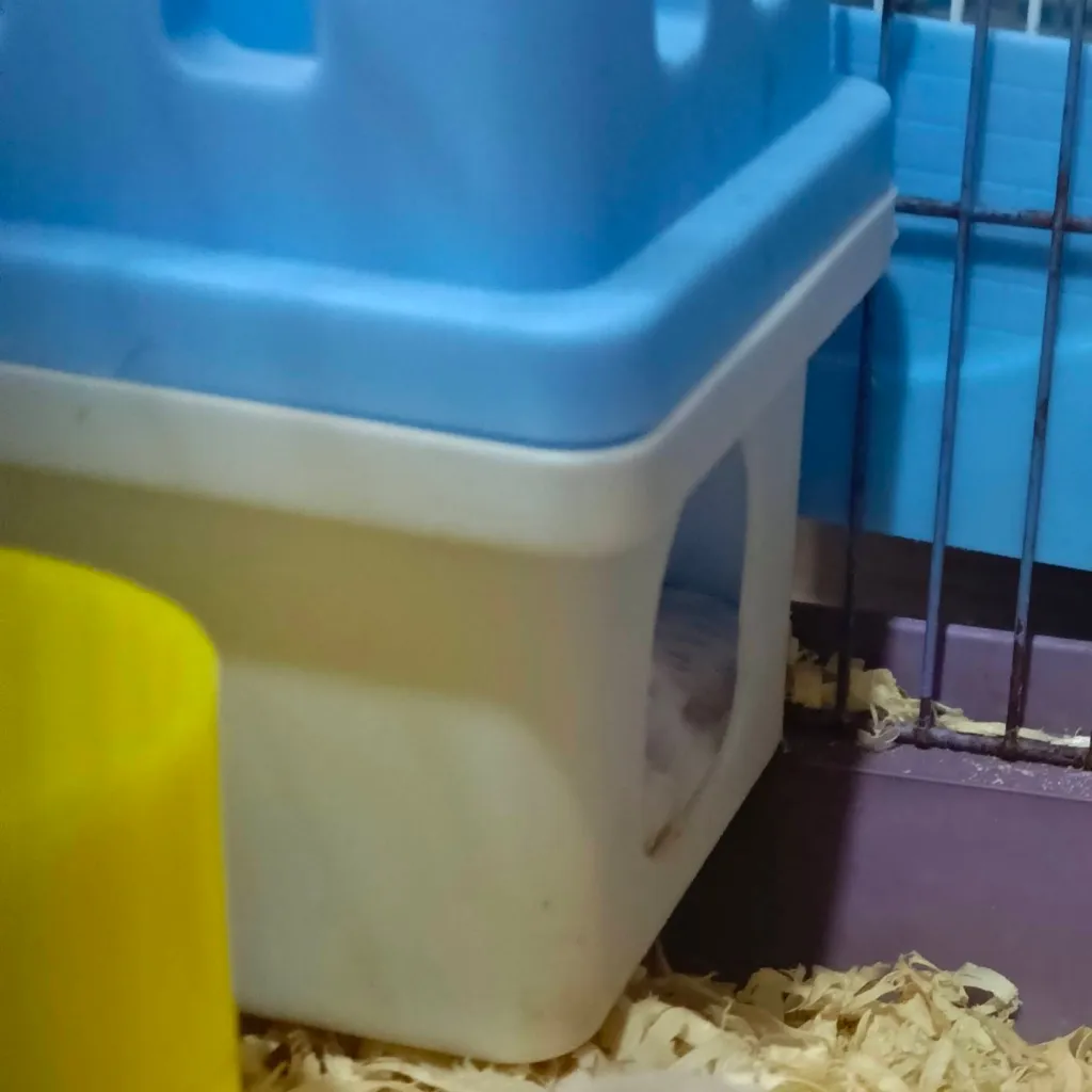 chat with ai character: luna but in real