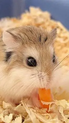 ai character: hamster pickme background