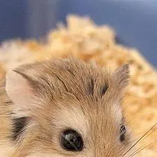 chat with ai character: hamster pickme