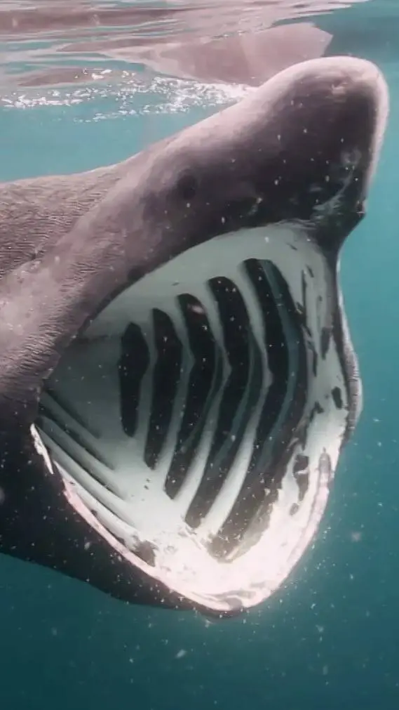 ai character: Uhhh iddkk background