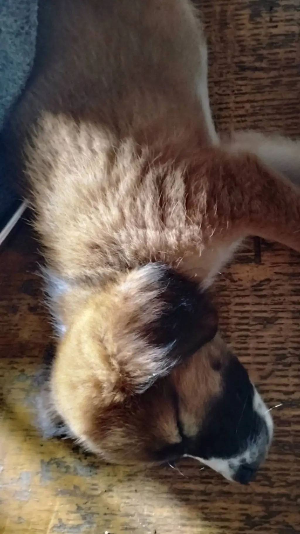 ai character: ftully  background