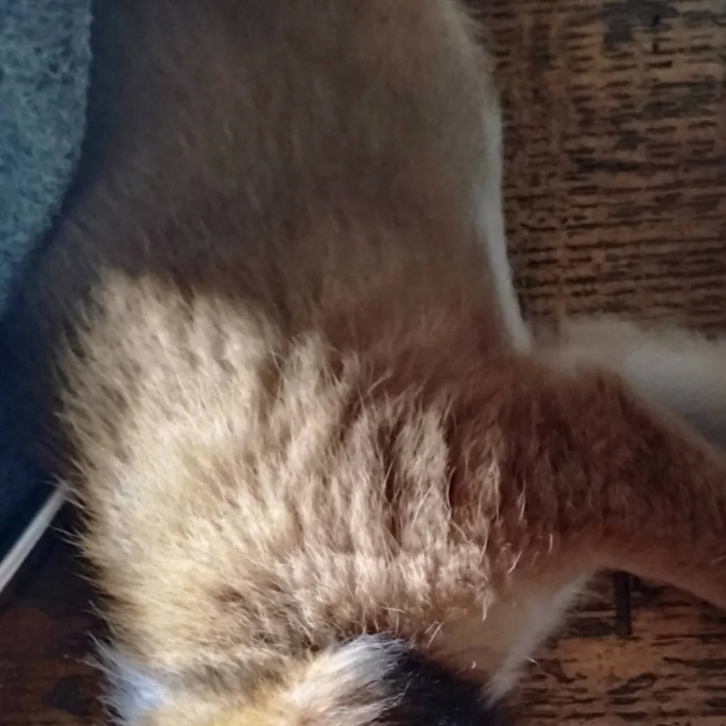 chat with ai character: ftully 