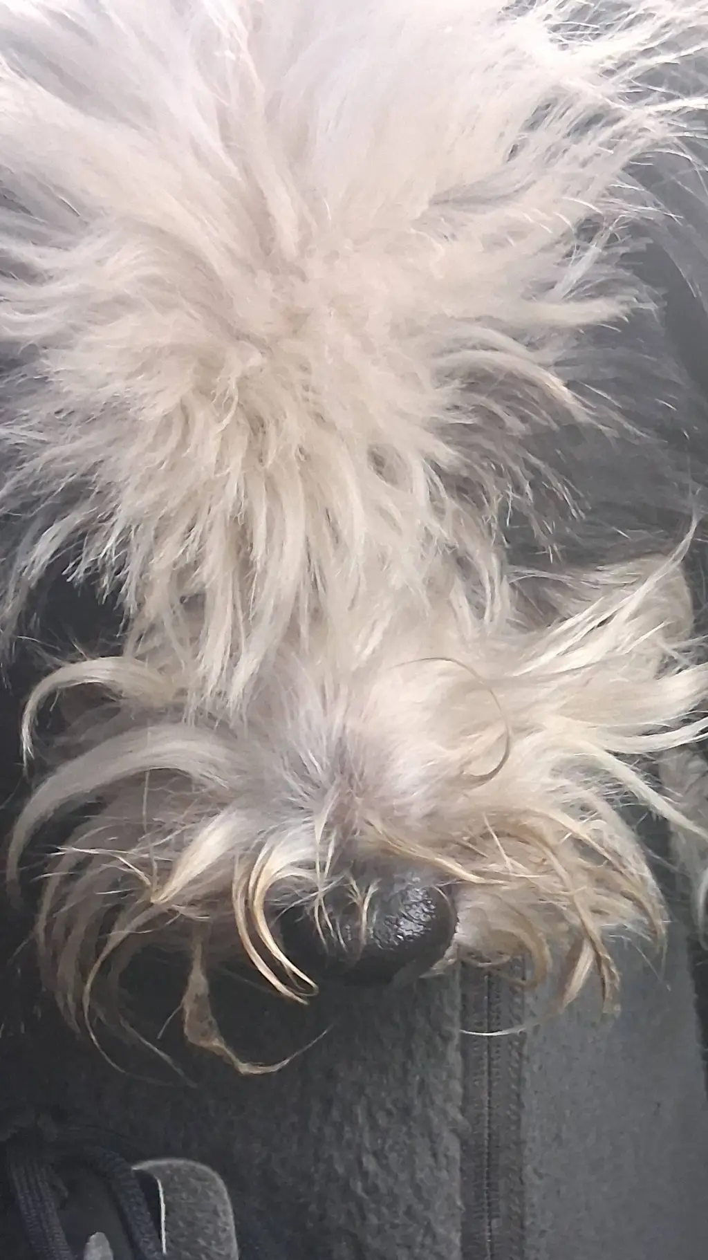 Talkie AI - Chat with Dogs only world