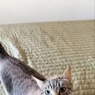 chat with ai character: Opie cat