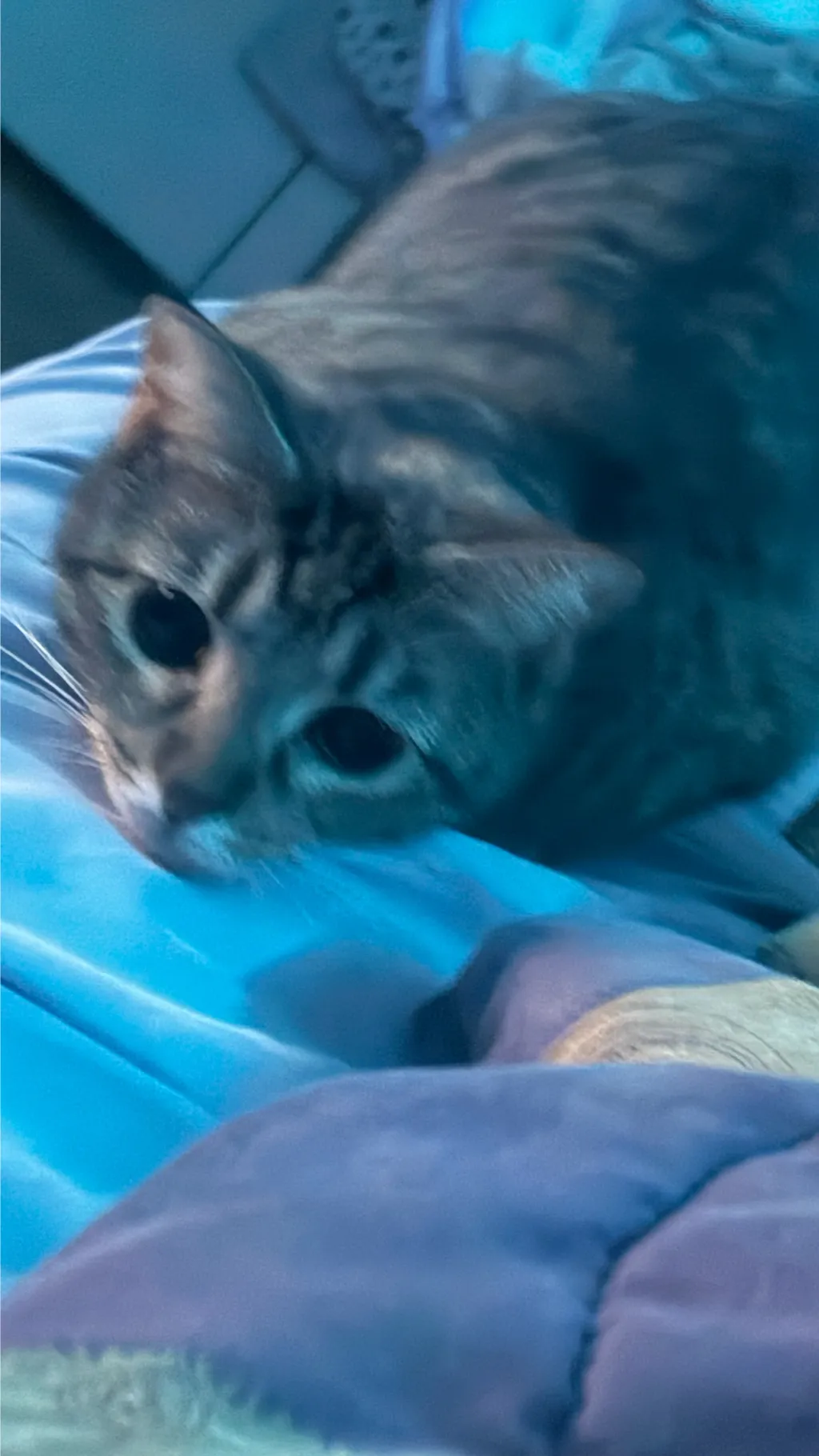 ai character: Cabin Fever (MD) background