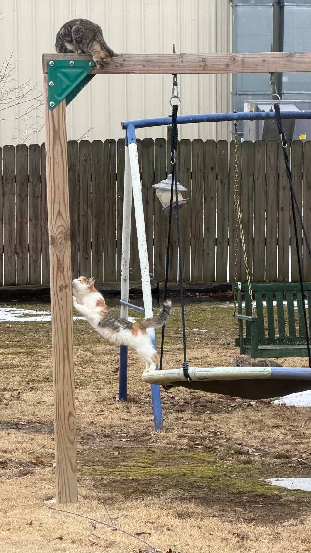 ai character: Stargirl background