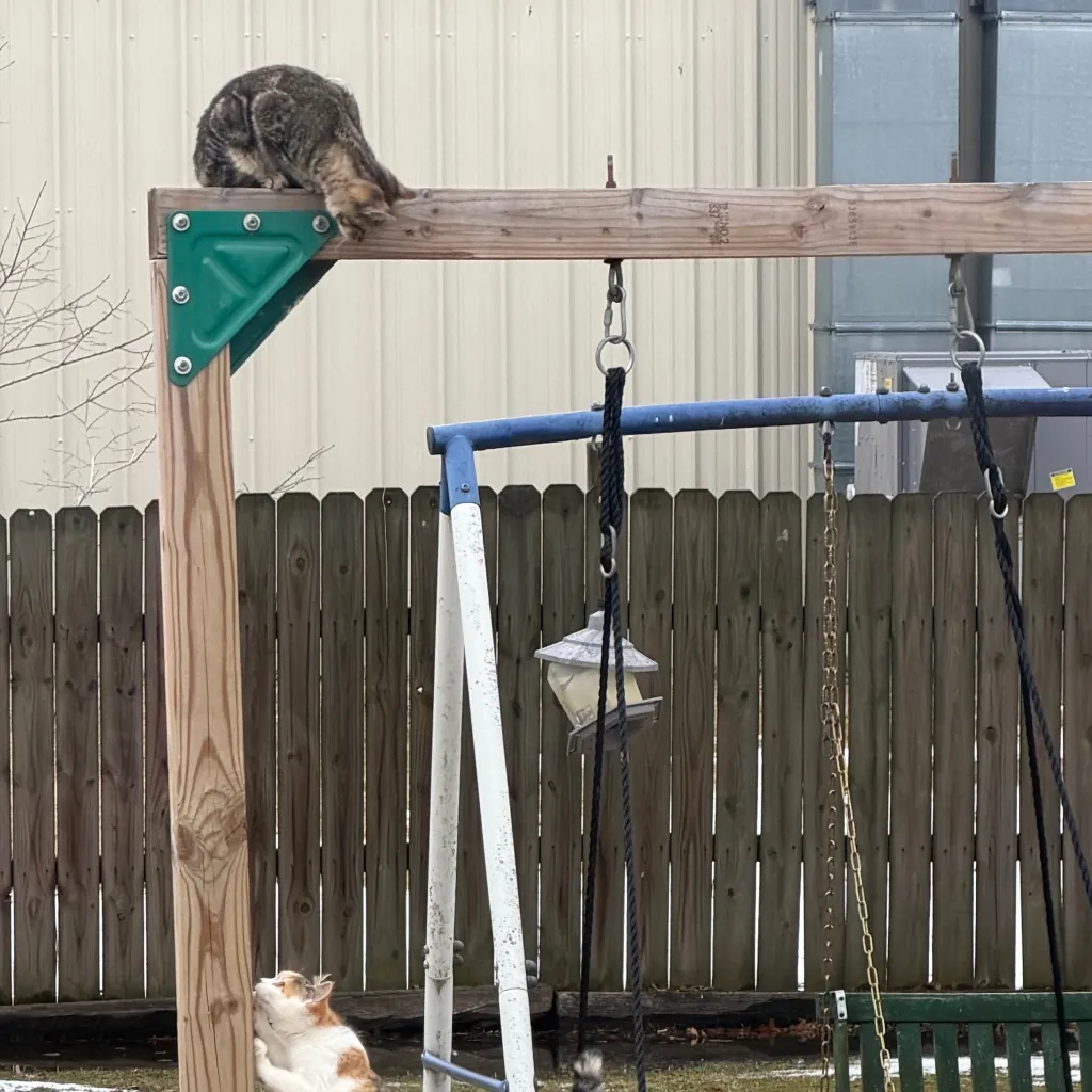 chat with ai character: Stargirl