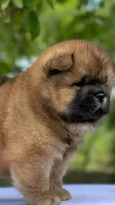 ai character: dog background