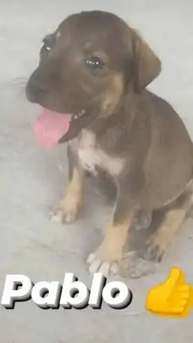 ai character: Pablo background