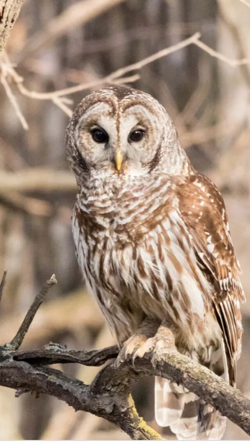 ai character: Brown background